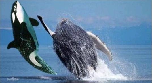 虎鲸和座头鲸的恩怨纠葛（座头鲸为啥喜欢跟虎鲸作对）-第1张图片