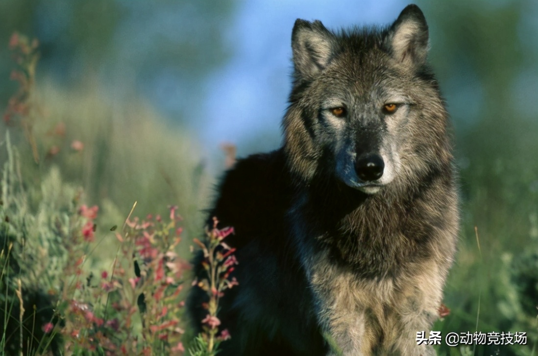 世界上体型最大的狼|品种（世界上体型最大的狼在哪）-第5张图片