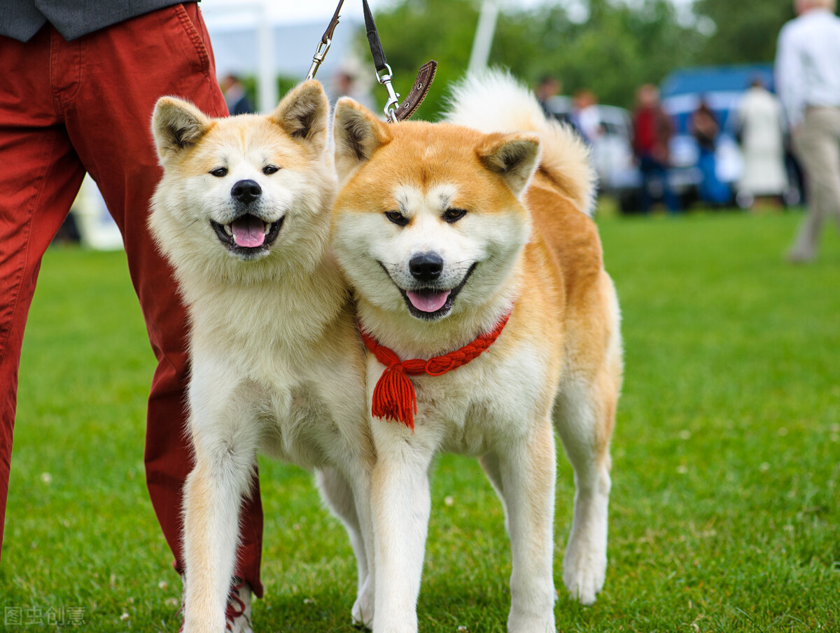 秋田犬为什么禁养（日本秋田犬在国内被禁养的原因）-第10张图片