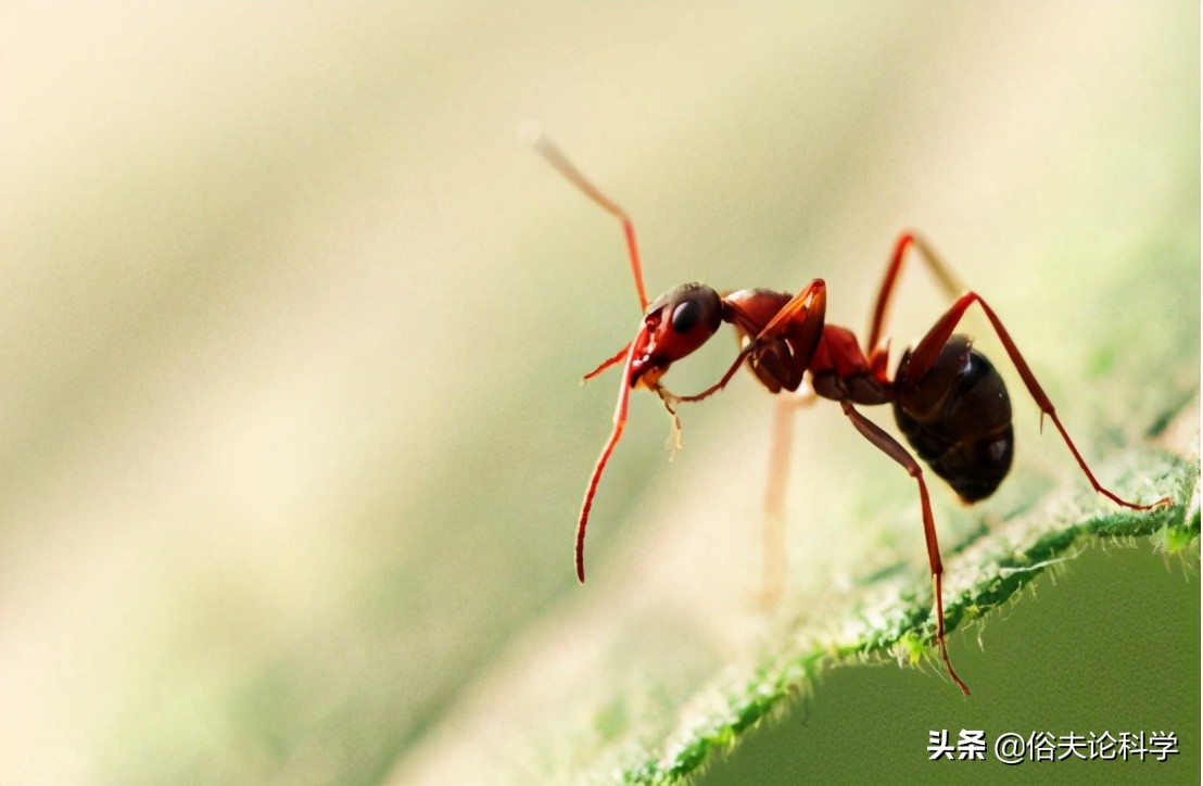 蚂蚁是二维生物吗（为什么说蚂蚁是生活在二维空间的）-第5张图片