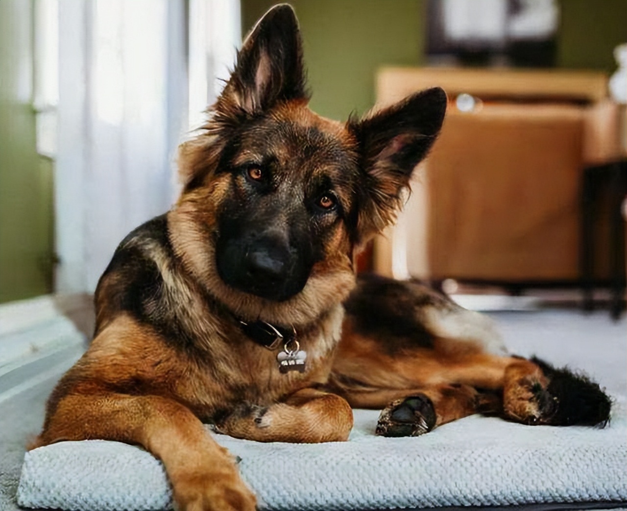 女生适合养的护卫犬（适合女生养的大型有颜值的护卫犬）-第3张图片