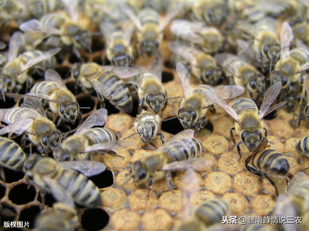 蜜蜂能活多久（工蜂是什么蜜蜂，最长可以活多长时间）-第2张图片