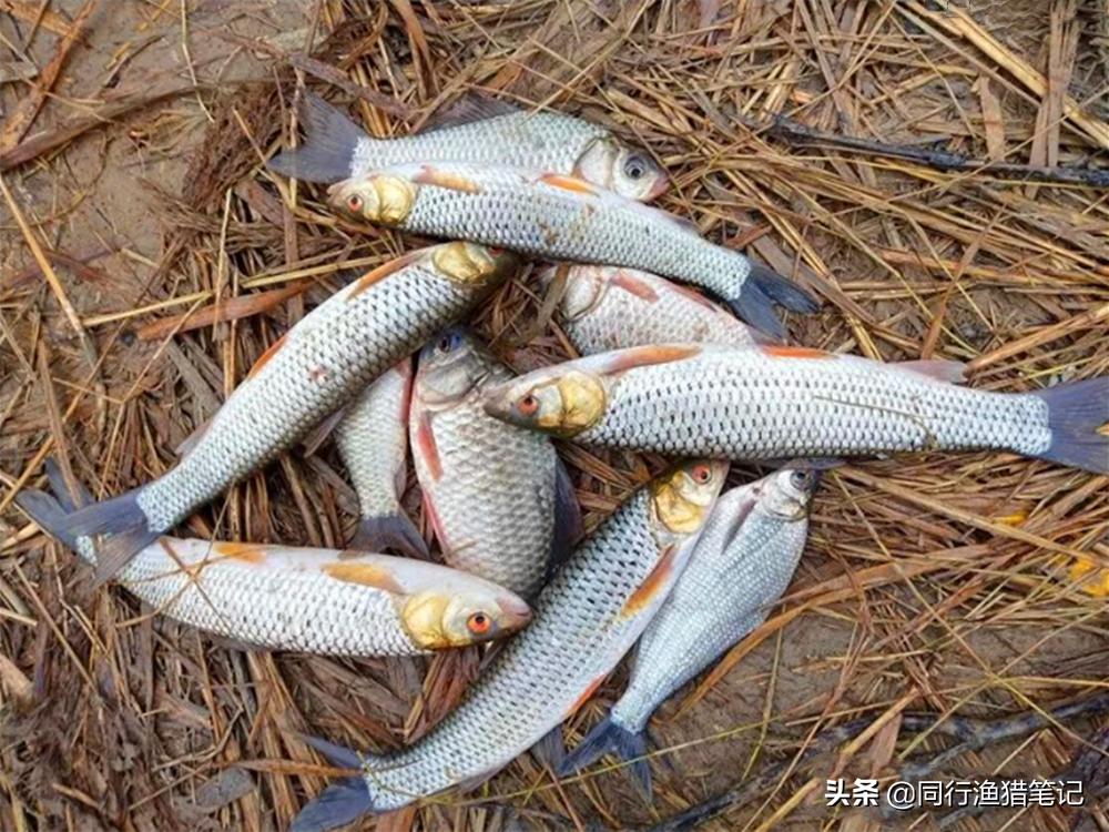 玉米能钓哪些鱼类效果好（玉米粒是钓鱼的万能挂钩饵料吗）-第5张图片