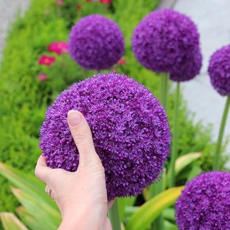 常见紫色的花有哪些（紫色花朵的花名都叫什么名字）-第11张图片