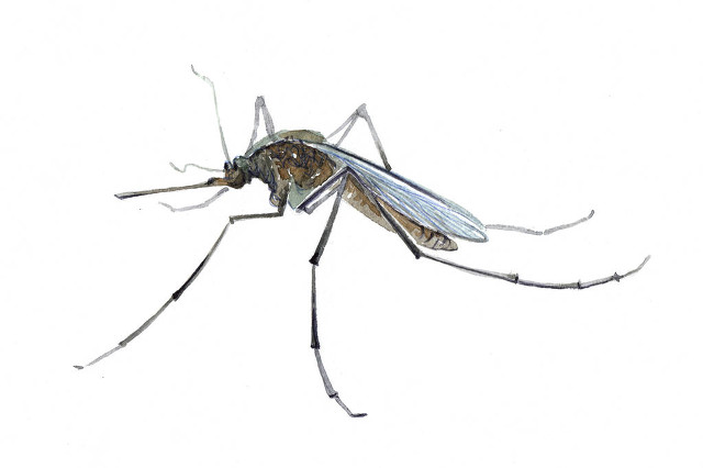 蚊子为什么只咬我一个人（咬人的是公蚊子还是母蚊子）-第1张图片