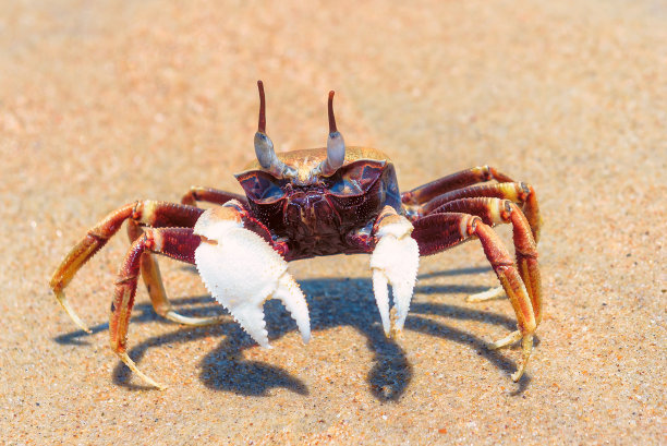 第一个吃螃蟹的人是谁（中国古代吃螃蟹的祖先是谁）-第4张图片