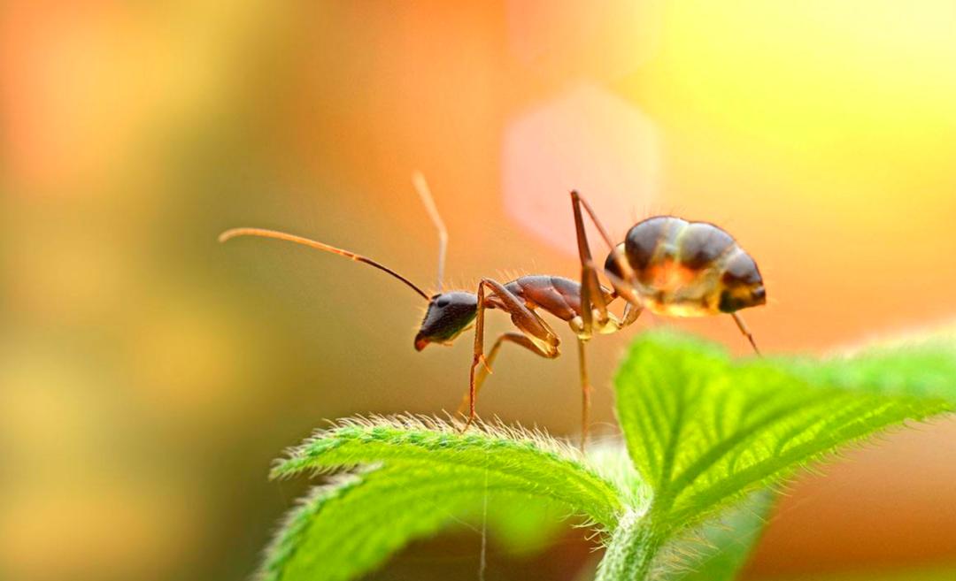 蚂蚁的外形特点和生活特征（蚂蚁长相习性和生活环境介绍）-第12张图片