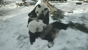 大熊猫生活在什么地方（为什么野生大熊猫只在中国有）-第9张图片
