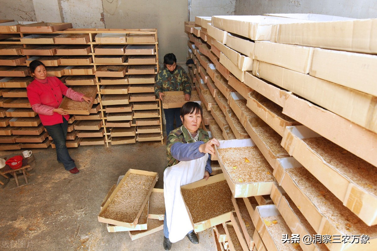 面包虫吃什么食物繁殖比较快（面包虫饲养成虫的注意事项）-第4张图片