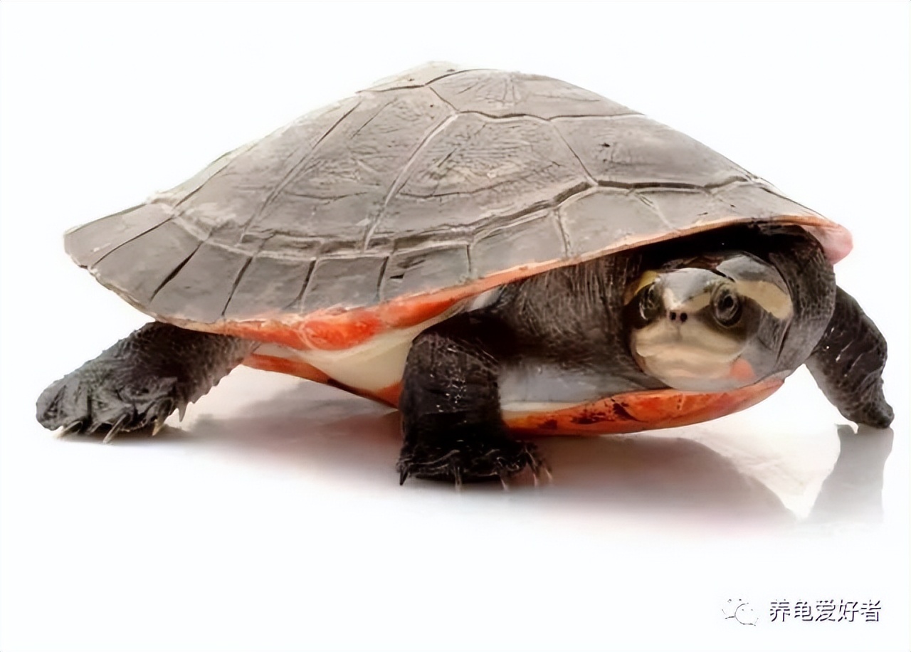 深水龟有哪些品种（现在深水龟和浅水龟的界限明显吗）-第3张图片