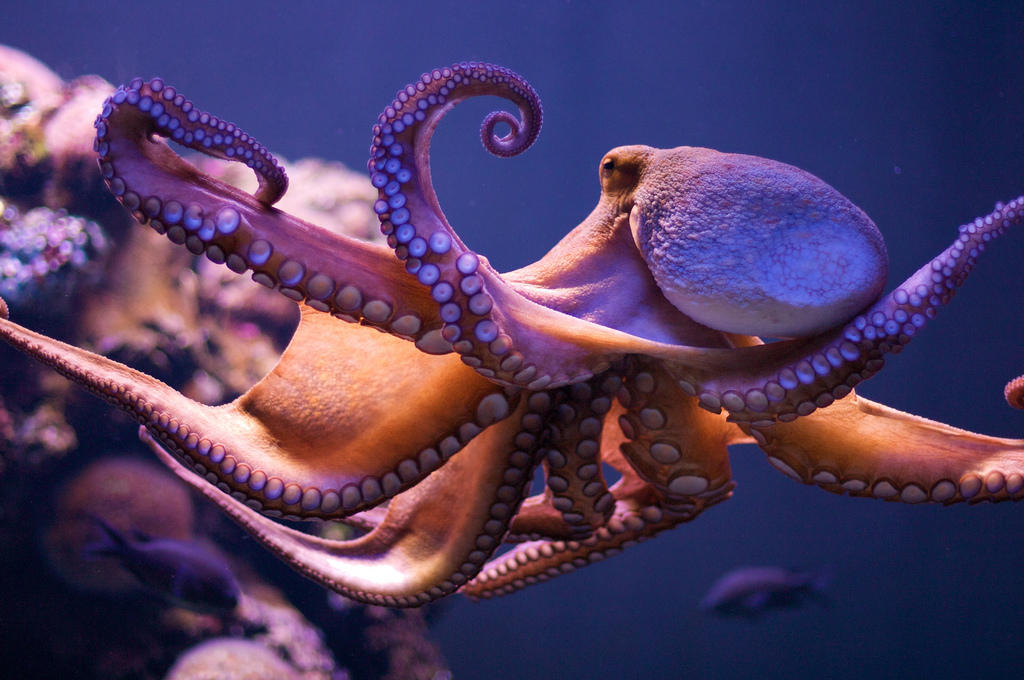 章鱼有几个心脏（通常章鱼比其它海洋生物多几个心脏）-第6张图片