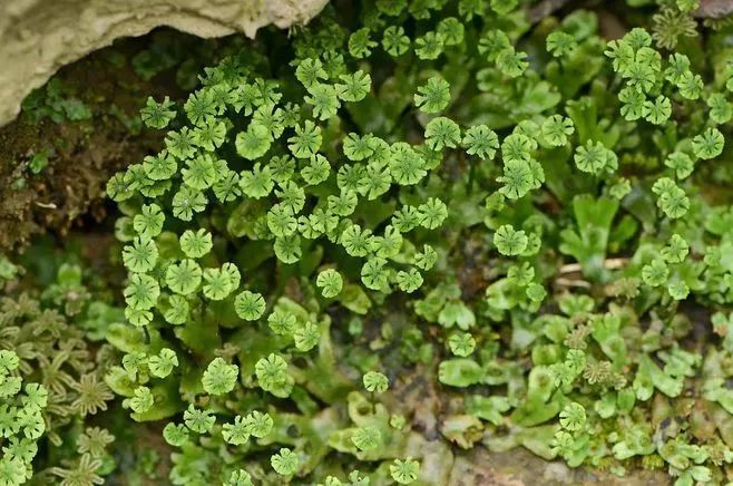 青苔属于草本植物吗，青苔属于什么蓝藻吗-第10张图片