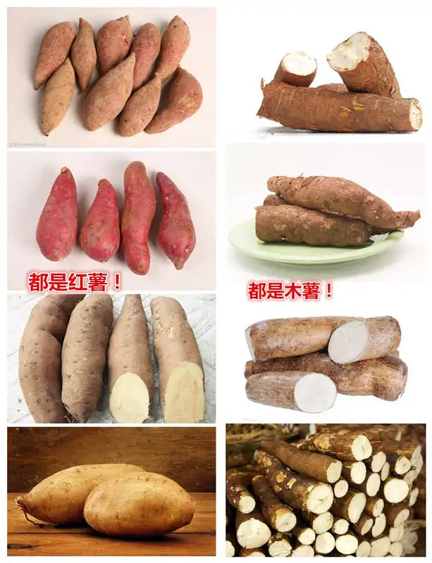 木薯粉和红薯粉的区别(差别很大,学会不要乱用)-第4张图片 木薯粉和红薯粉的区别(差别很大,学会不要乱用)-第4张图片
