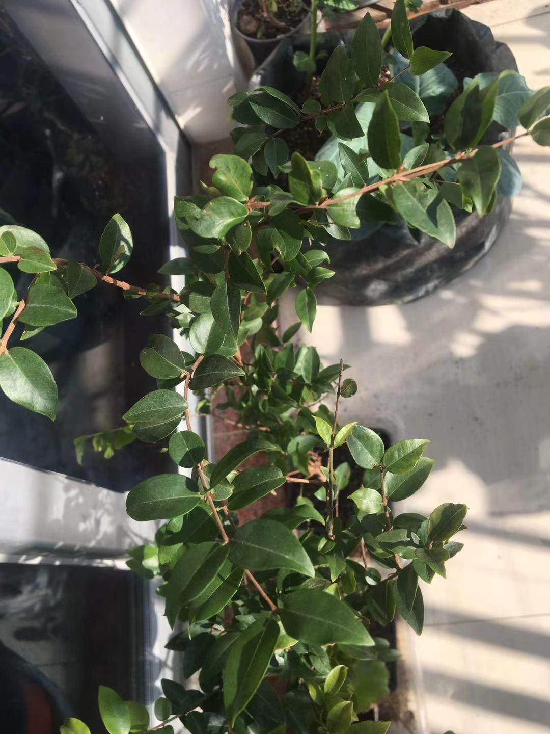 树葡萄种植与管理-第3张图片 树葡萄种植与管理-第3张图片