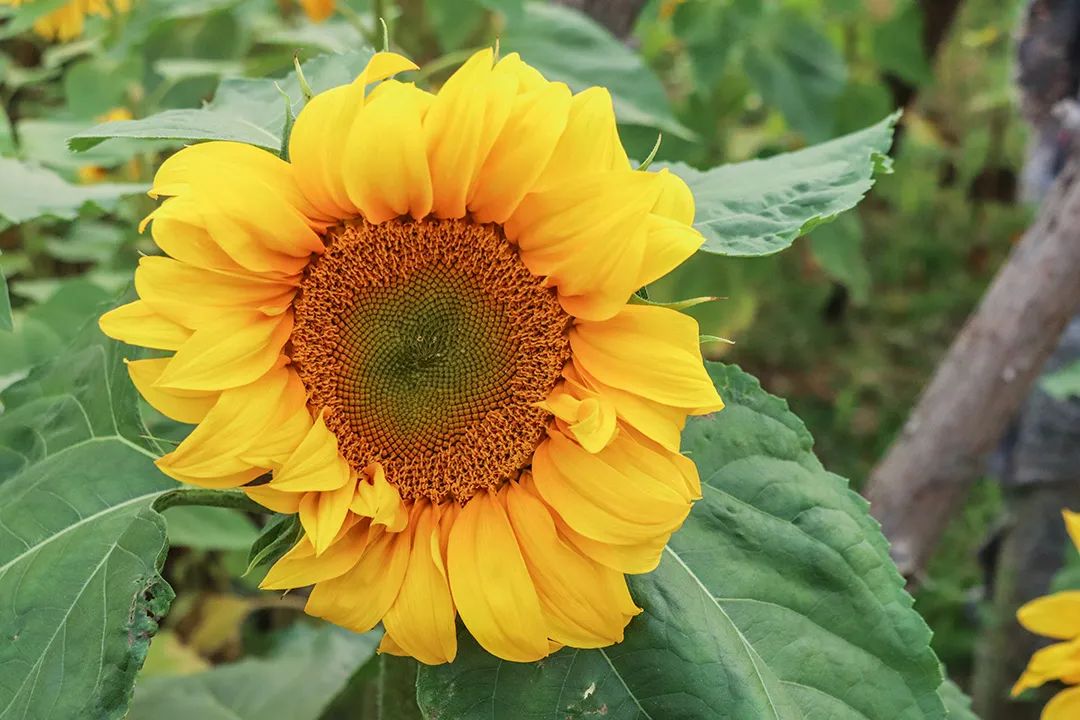 向日葵花海(泉州的向日葵花海好玩吗？值得一去吗？位置在哪里)-第11张图片