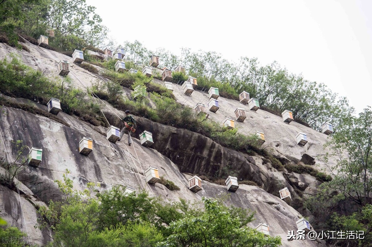 蜜蜂围着人飞是好事吗（蜜蜂总跟着人飞预示什么意思）-第4张图片