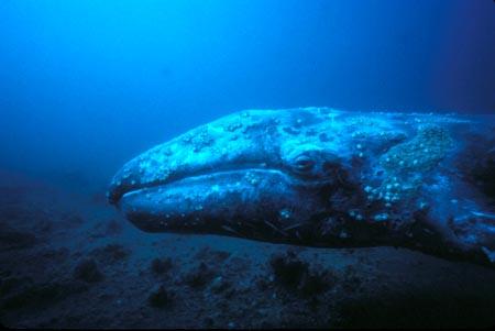 鲸鱼是什么动物,鲸鱼动物百科-第9张图片