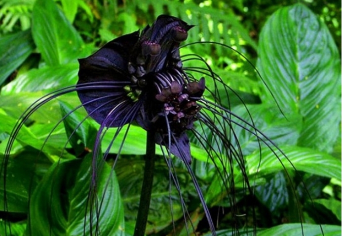 黑色的花有哪些及花名图片（世界上有黑颜色的花吗）-第7张图片