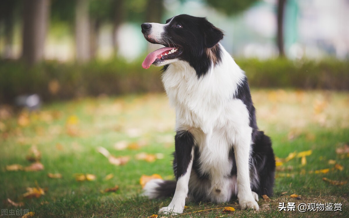 边牧是中型犬还是大型犬（边牧的食量受到什么因素的影响）-第5张图片