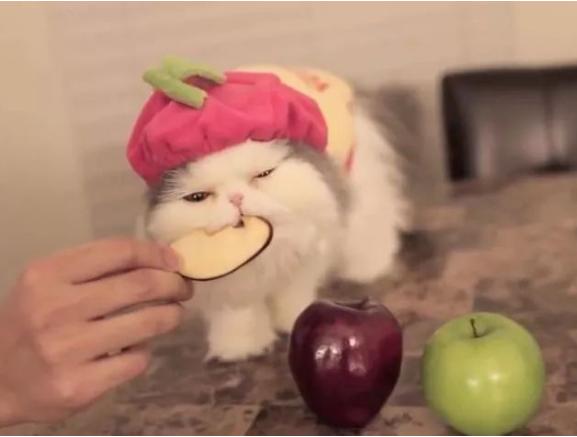 猫最爱吃的10种蔬菜水果（猫咪可以吃的蔬果有哪些）-第6张图片