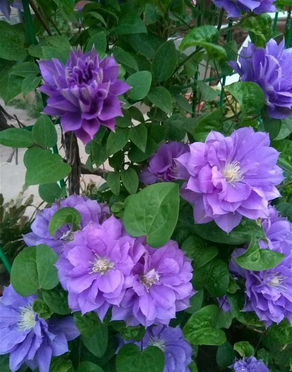 常见紫色的花有哪些（紫色花朵的花名都叫什么名字）-第41张图片