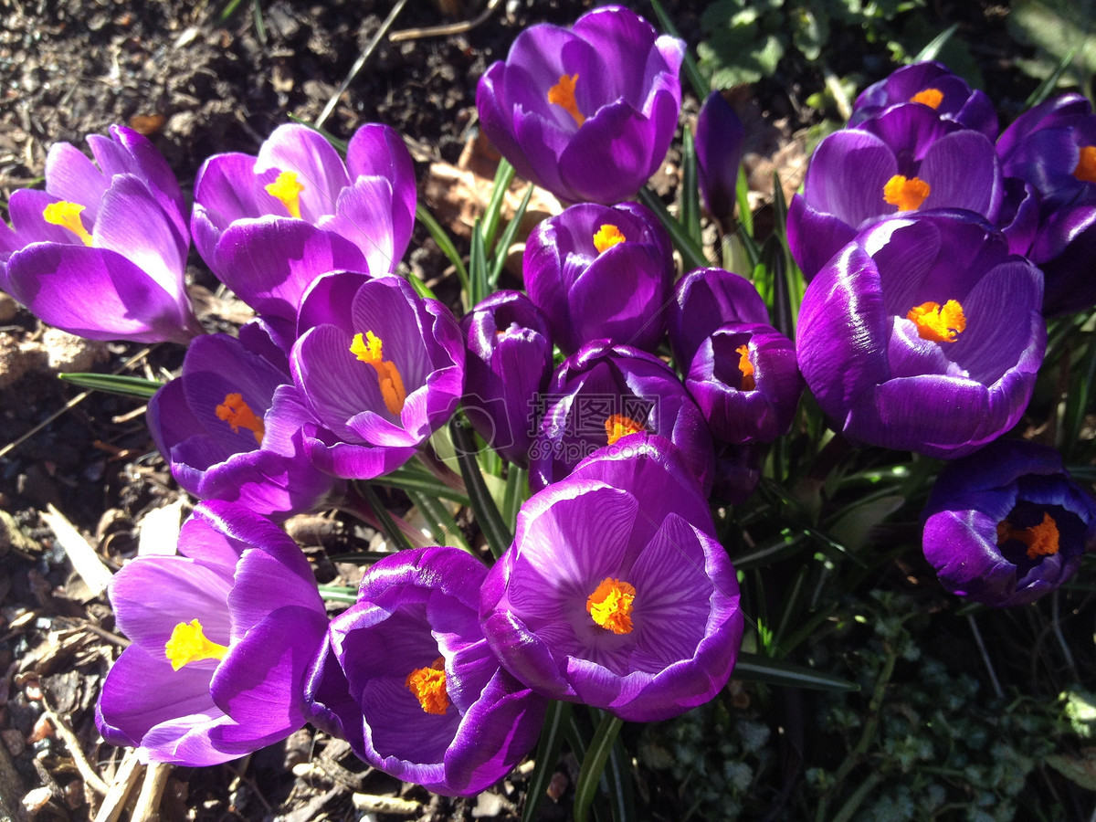 常见紫色的花有哪些（紫色花朵的花名都叫什么名字）-第44张图片