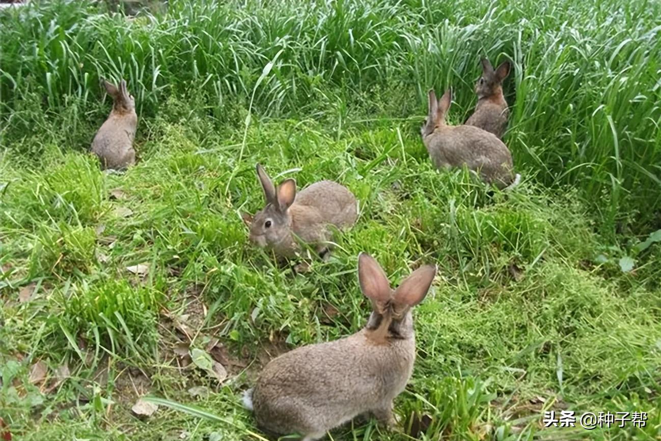 兔子吃的常见野草名字（兔子最爱吃什么草怎么种植）-第4张图片