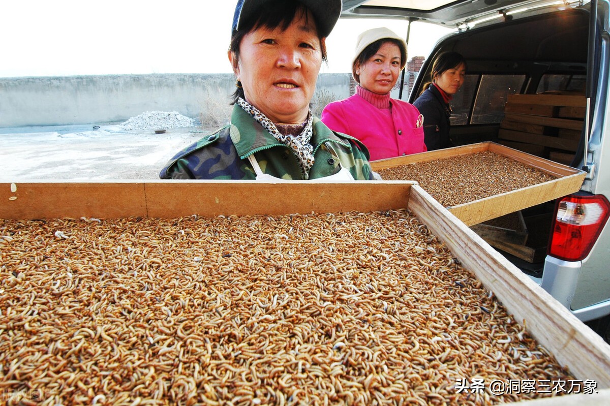 面包虫吃什么食物繁殖比较快（面包虫饲养成虫的注意事项）-第2张图片