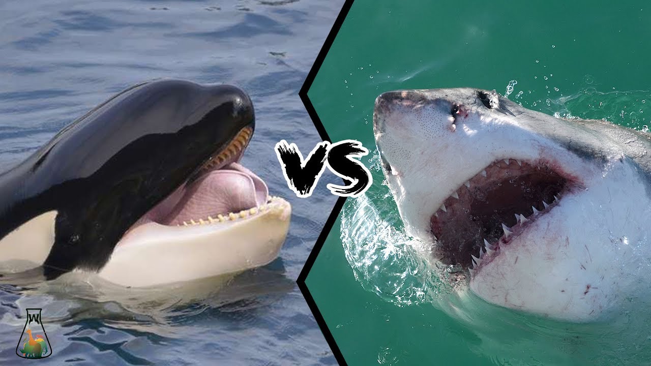 鲨鱼和鲸鱼哪个更厉害（大白鲨和虎鲸的区别和对比）-第1张图片