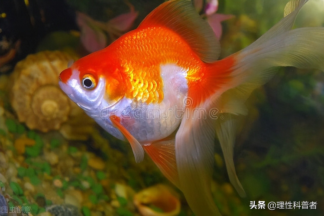 金鱼睡觉吗（怎么判读金鱼是在睡觉睁眼还是闭上眼睛睡）-第5张图片