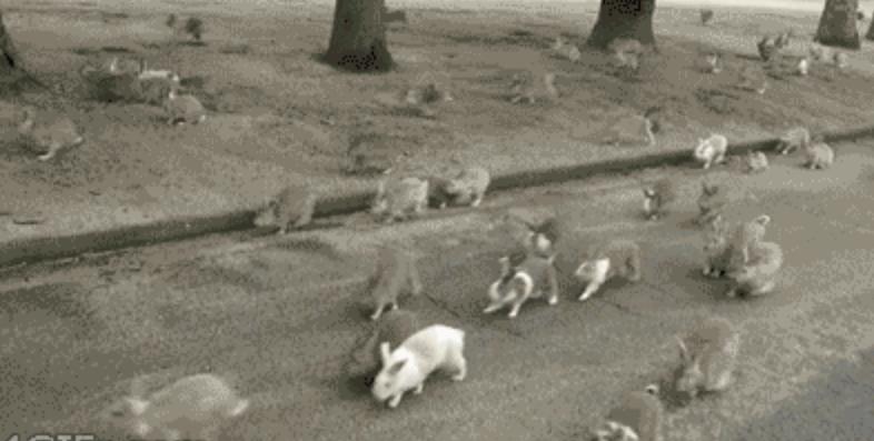 兔子多长时间才能生一窝（一般兔子多大就可以繁殖了）-第4张图片