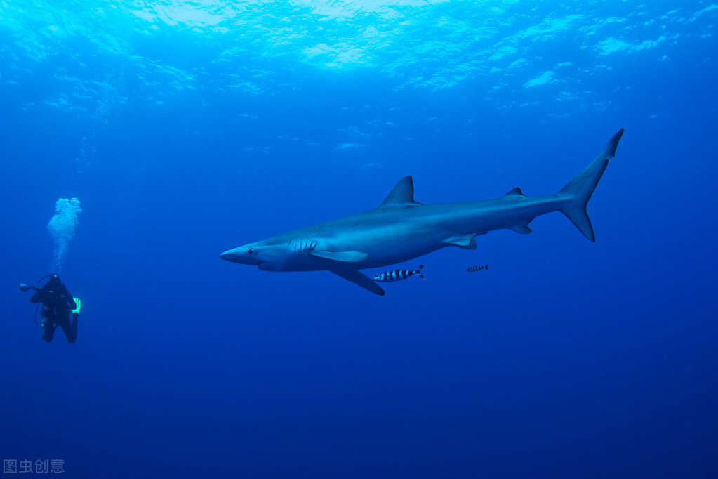 世界上十大恐怖鲨鱼排名（十大凶猛的鲨鱼排行榜）-第3张图片