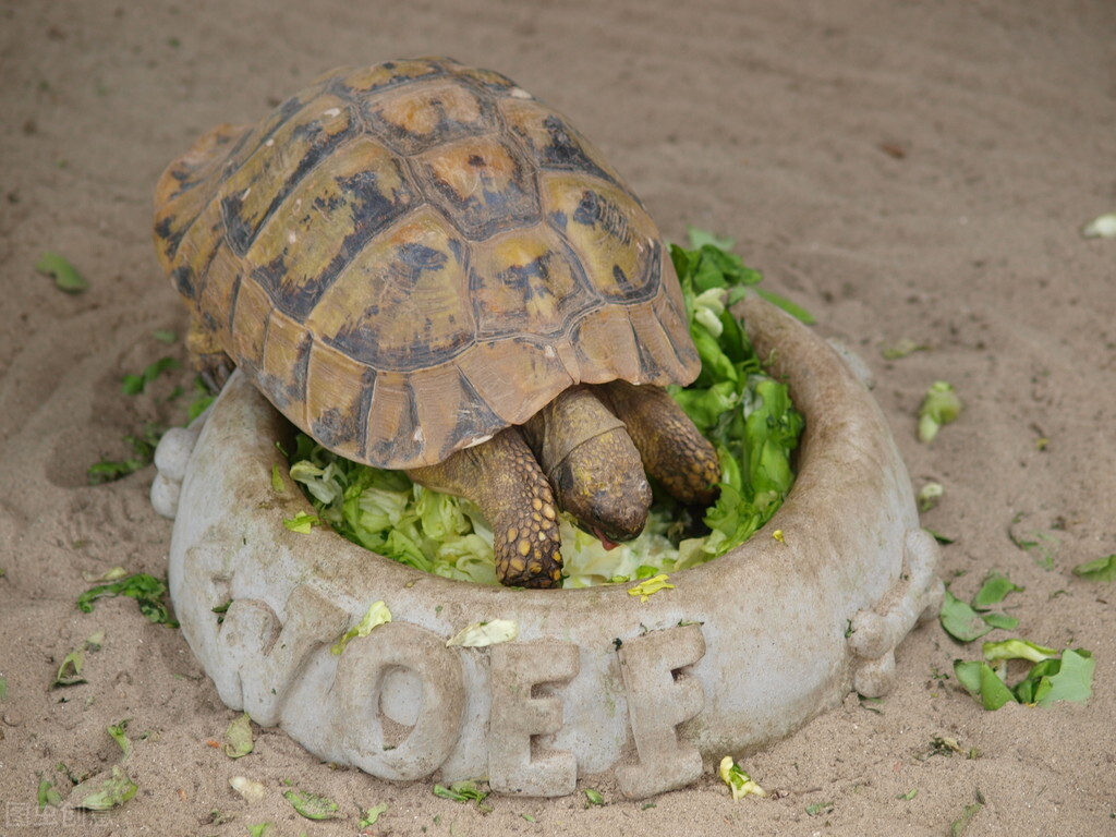乌龟喜欢吃什么食物（家养的乌龟可以喂它吃什么东西）-第5张图片