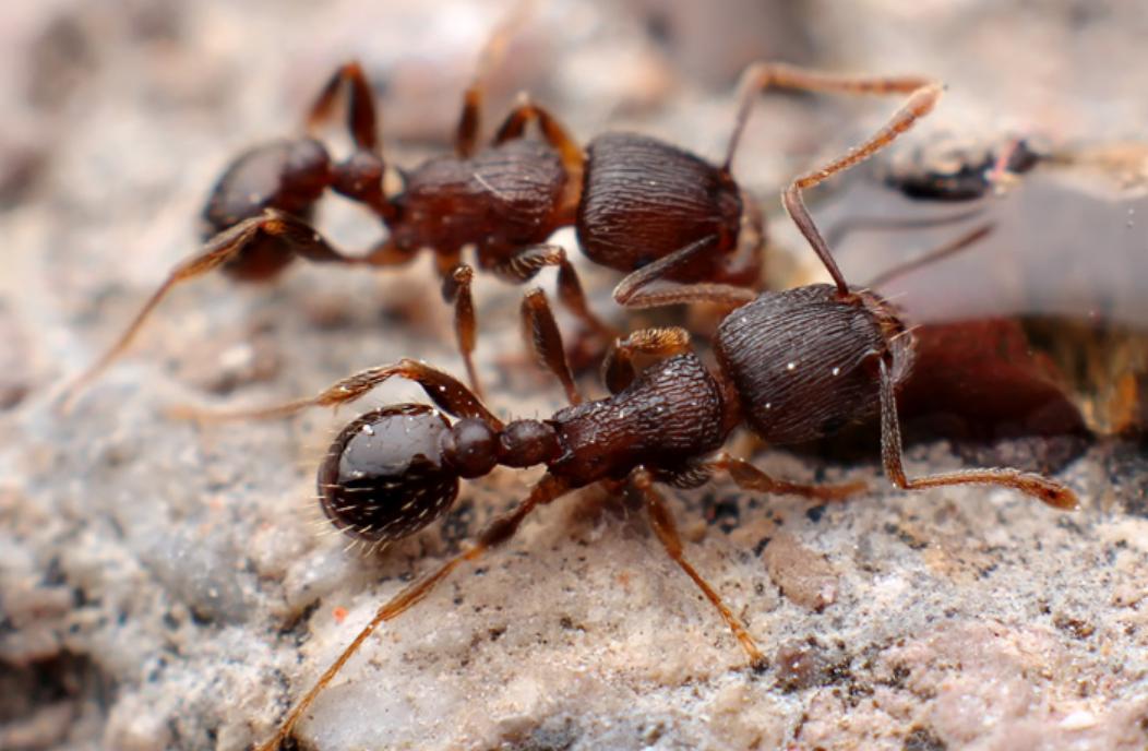 蚂蚁的外形特点和生活特征（蚂蚁长相习性和生活环境介绍）-第9张图片