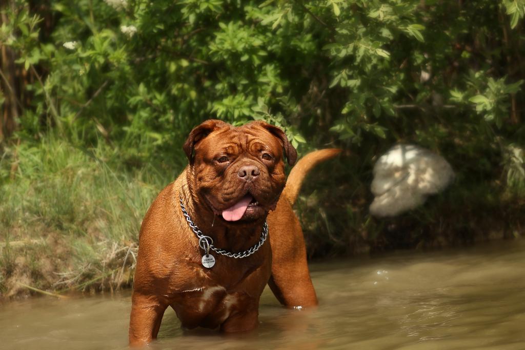 世界十大猛犬排行榜（全球打架最猛最凶残的狗是什么）-第3张图片