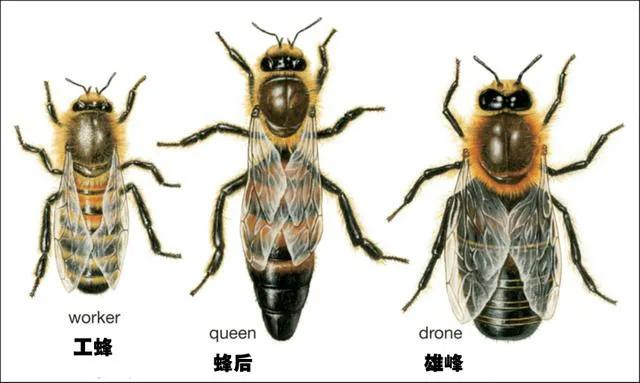 蜜蜂蜇人后为什么会死去（蜜蜂蜇了人后自己也会死的原因）-第5张图片