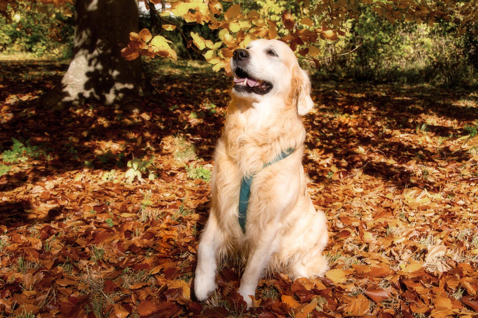导盲犬是什么品种（哪些品种的狗狗可以去当导盲犬）-第3张图片