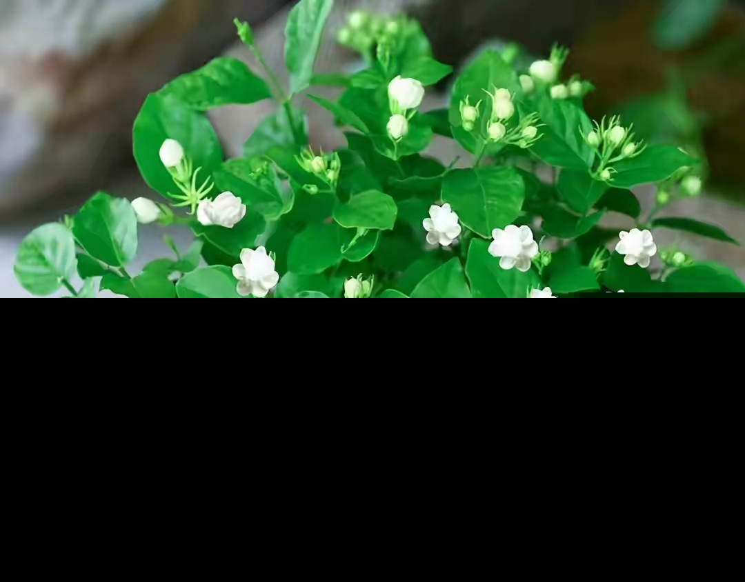 北方茉莉花好养吗（茉莉花适合新手室内还是室外养）-第1张图片