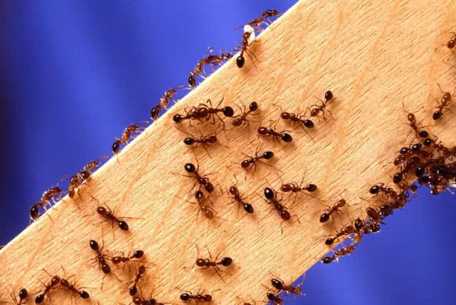 蚂蚁的生活环境和特点（蚂蚁的生活习性以及交流方式）-第3张图片