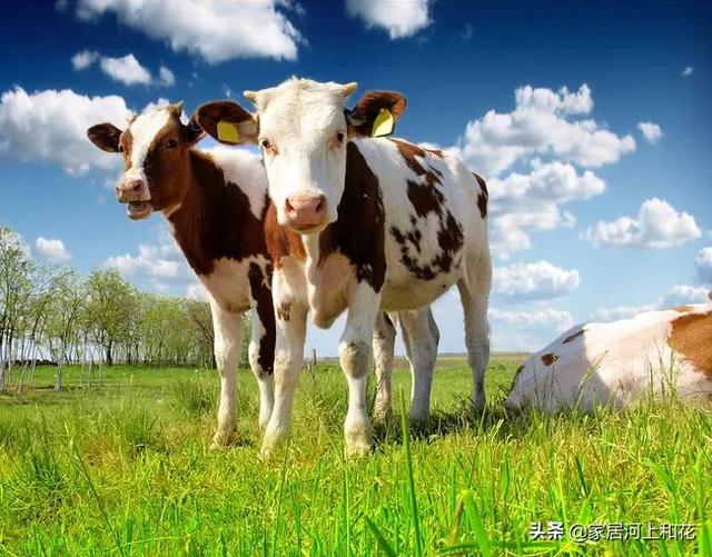 美国人养牛在牛身上开洞是真的吗（牛场在牛身上开一个洞）-第7张图片