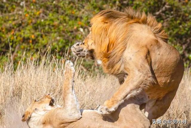 雄狮如何对待自己女儿（狮群中狮王如何处理与女儿关系）-第8张图片