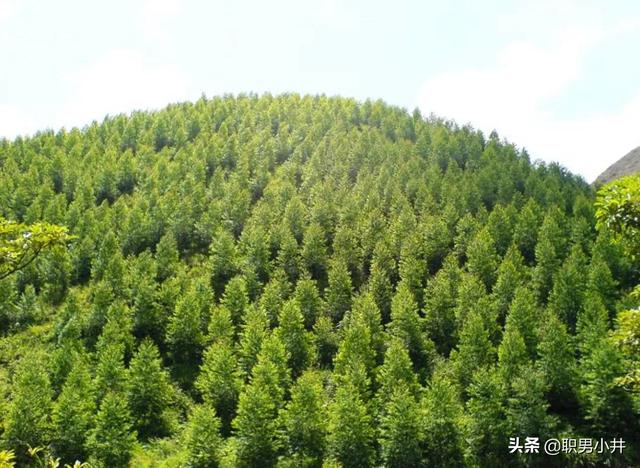 中国禁止种桉树吗（桉树的危害国家有政策不给种吗）-第4张图片