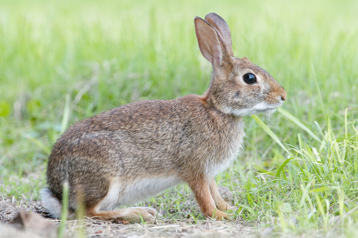 兔子多长时间才能生一窝（一般兔子多大就可以繁殖了）-第3张图片
