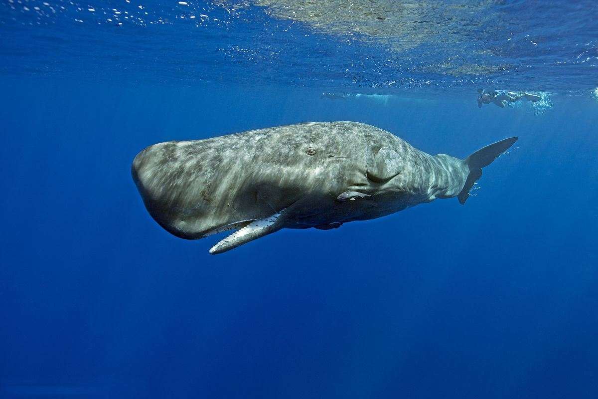 鲸落是什么意思（鲸落鲸爆是一种什么样的自然现象）-第8张图片