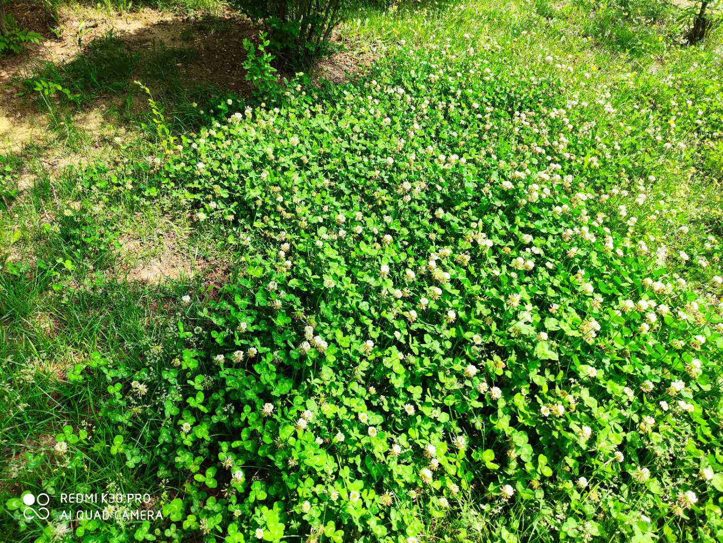 酢浆草和三叶草是一种植物吗（如何区分红花酢浆草和三叶草）-第4张图片