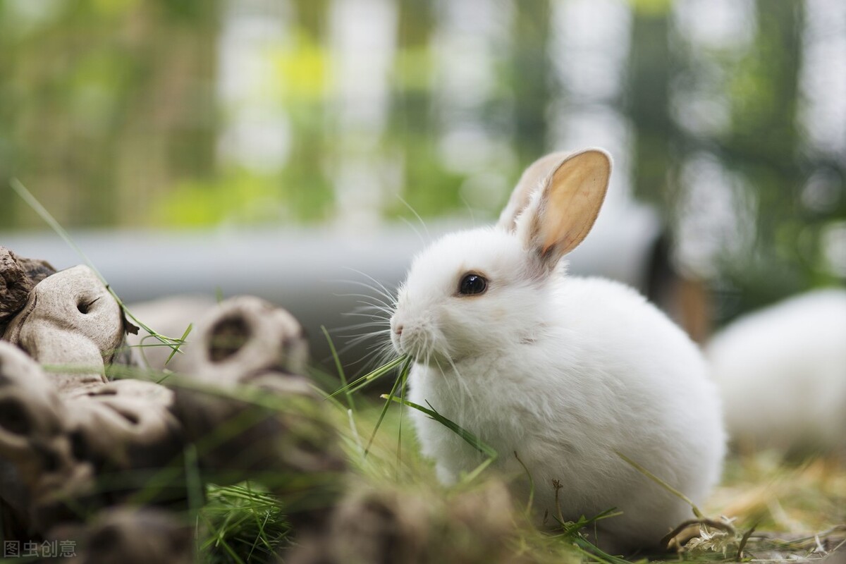 兔子的生活特征和生活方式（兔子有什么习性应该怎么养）-第2张图片