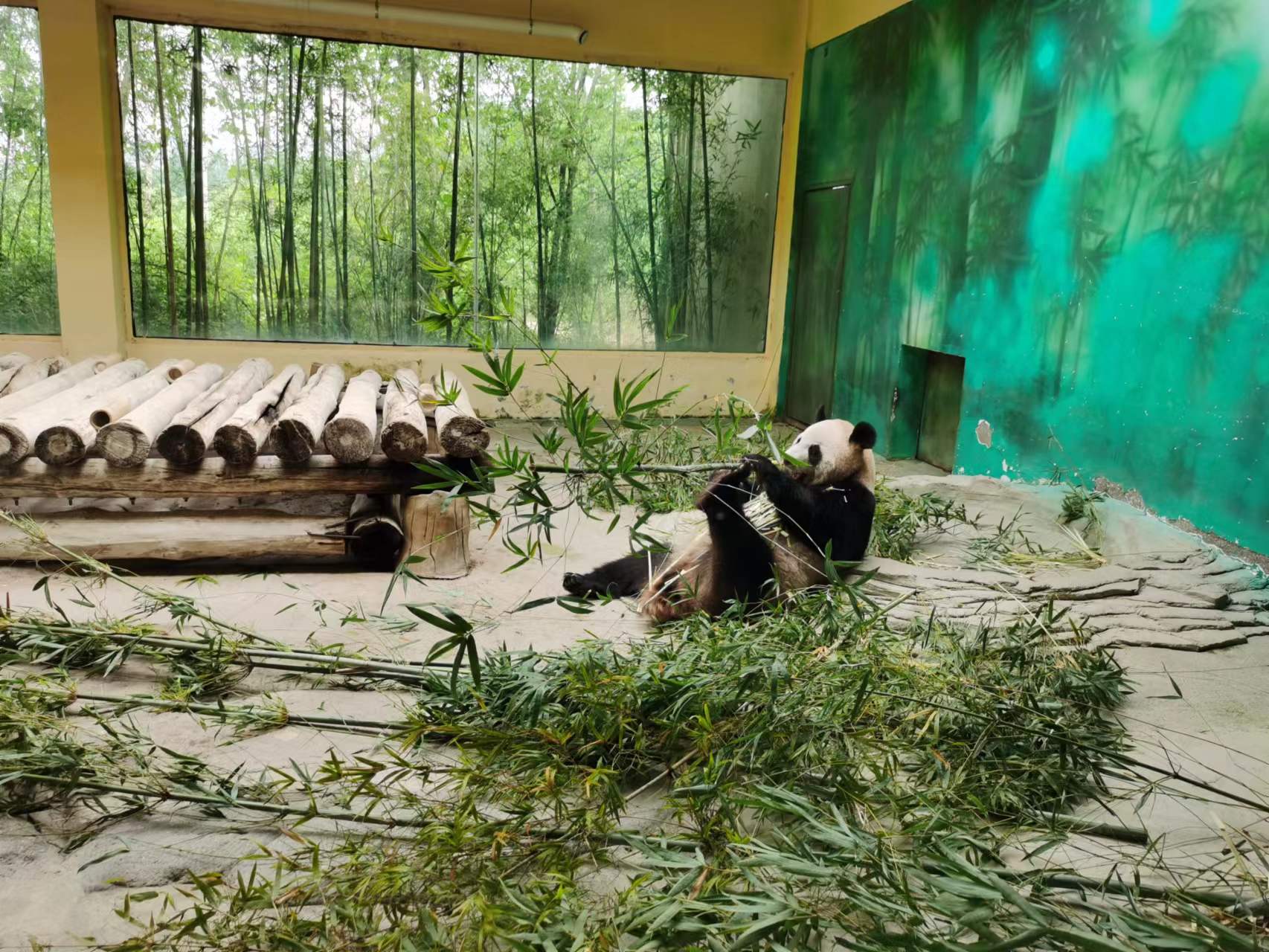 大熊猫生活在什么地方（为什么野生大熊猫只在中国有）-第8张图片