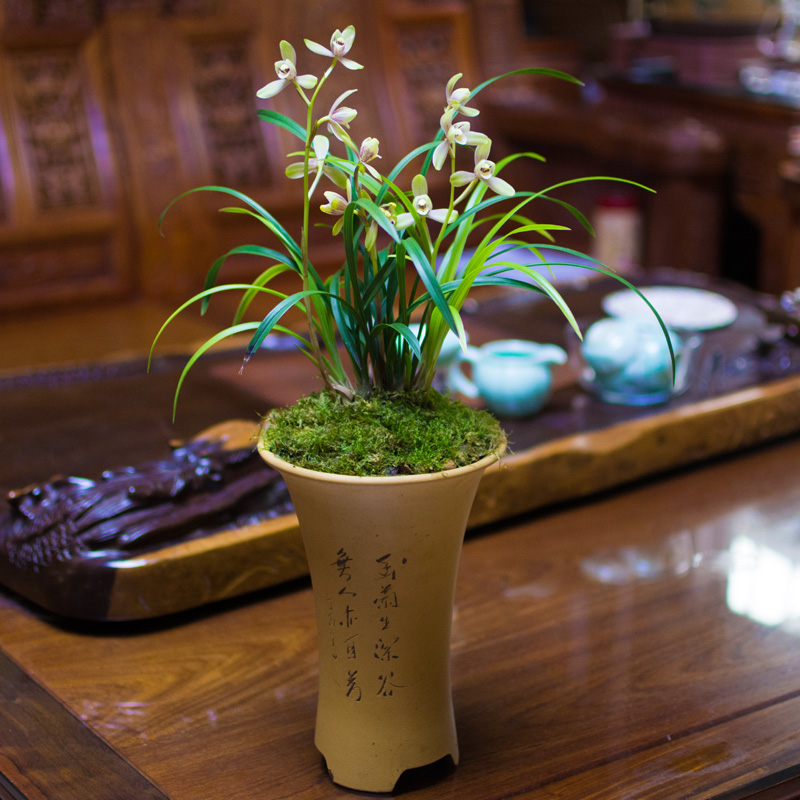 十大客厅风水植物（客厅养什么植物好养且风水又好）-第4张图片