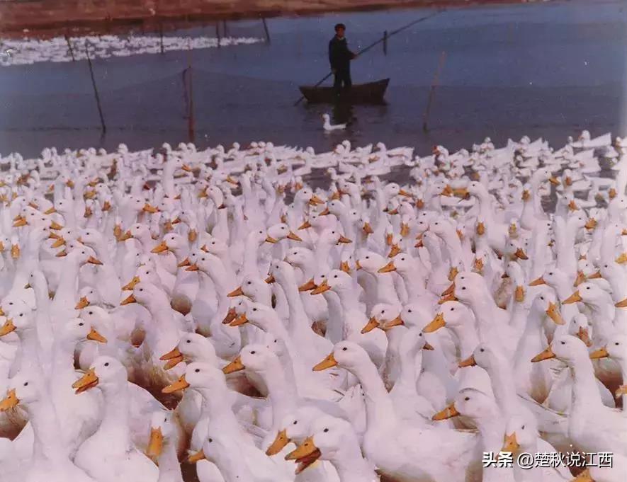 鸭鸭羽绒服产地在哪里（鸭鸭羽绒服的品牌发展史介绍）-第7张图片