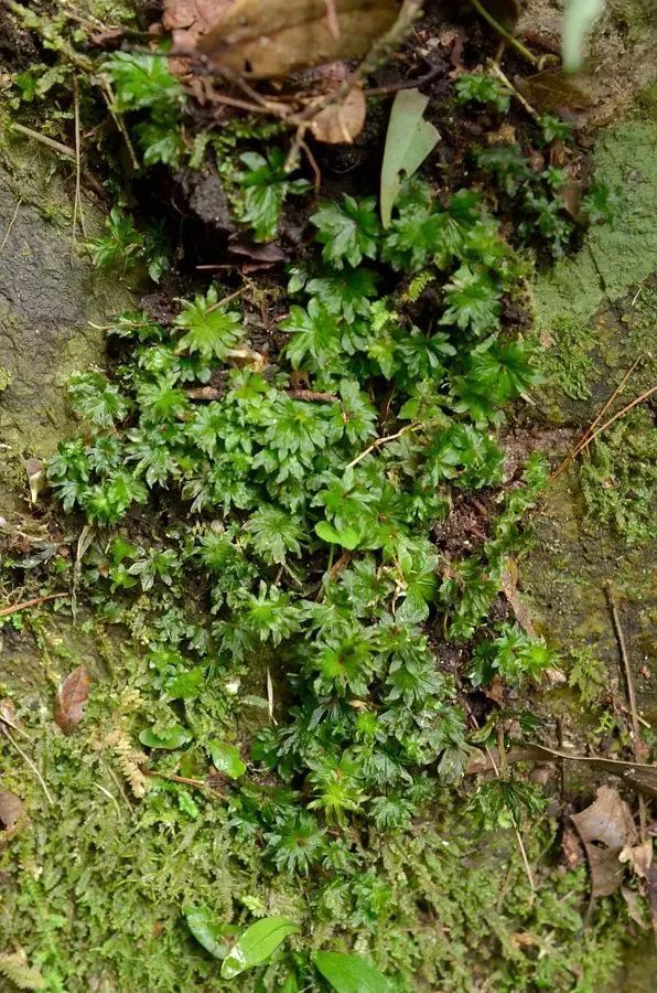 青苔属于草本植物吗，青苔属于什么蓝藻吗-第37张图片